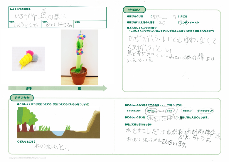 いろが4色の花